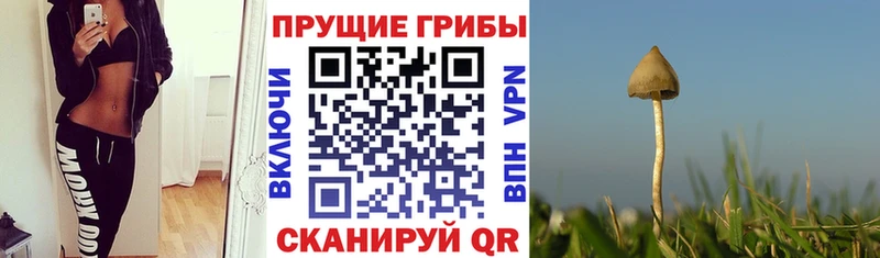 Купить закладки  Юрга  Галлюциногенные грибы Psilocybe 